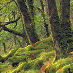 Ariundle Oakwood NNR - oak woodland