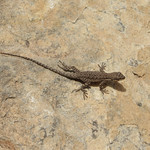 Ornate Tree Lizard (Urosaurus ornatus)