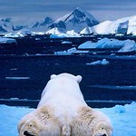 Polarbear