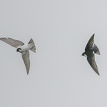 The two sides of swallows