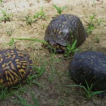 Eastern Box Turtles