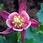 Columbine