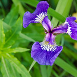 iris