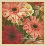 Something Pretty (aka G is for Gerbera)