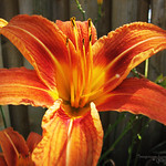 Day Lily