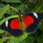 Tropical Butterflies 5