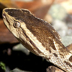 Fer-de-lance in Panama