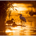 Early dawn in the marsh
