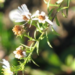 White Heath Aster &ndash; Aster pilosus