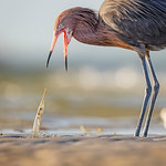 &ldquo;Ten-Hut!!!!!&rdquo;