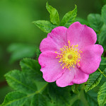 NS-02157 - Take time and smell the flowers...