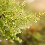 Erica Arborea II [Explored]