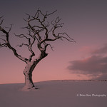 Big Tree - Little Tree