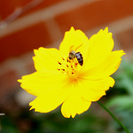 AL FIN LO LOGR&Eacute; - S48