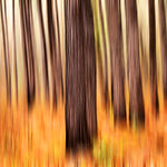 Fiery forest