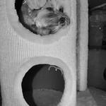 13/365 Does She Know That She is NOT a Cat?