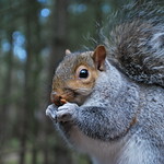 Nibbling Squirrel