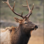Rocky Mountain Elk
