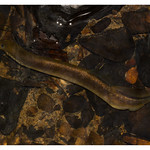 Brook Lamprey