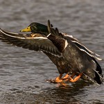Mallards incoming