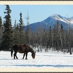 Memories ... Wild Horses