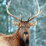 Bull Elk Portrait
