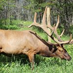 Elk - Jasper, Alberta