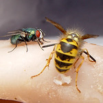 Fly observing wasp cutting ham