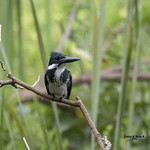 Chloroceryle amazona ♀