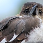 saved from a cat baby kookaburra