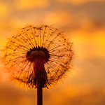 Catching the last sun rays (2)