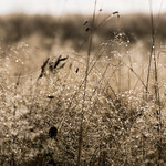 Morning Dew - Morgentau