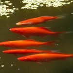 Synchronized swimming finals in the fish pond--er, pool.