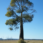Queensland Bottle Tree (Brachychiton rupestris)