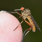 Fly: Dance Fly (Empis livida) Male 2