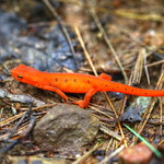 Red Eft