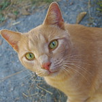 Remembering Jack the Barn Cat