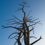 Dead tree