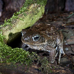 Sheila the cane toad