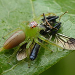Green jumping spider - Mopsus mormon