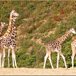 Giraffes on the way