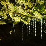 Glowworm Arachnocampa luminosa