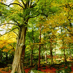 🍃 Missing Autumn🍂