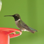 Black chinned Hummingbird TX 042012.jpg