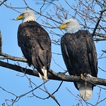 Two Eagles