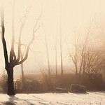 Day 152 - 365 Frosty