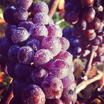 WillaKenzie Estate Late Harvest Pinot Gris Cluster