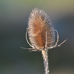 Teasel