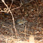 5948 Four-toed Elephant-shrew upz