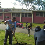 Fruit Tree Distribution 2013
